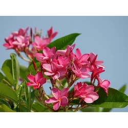 Pluméria   PLUMERIA RUBRA 120CM K40