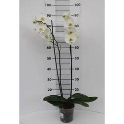 Lepkeorchidea PHALAENOPSIS 