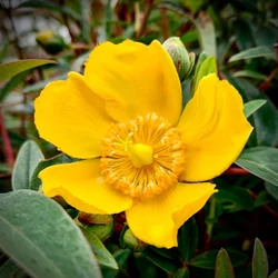 Japán orbáncfű HYPERICUM HIDCOTE K3