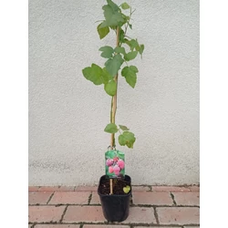 Szedermálna Rubus tayberry  