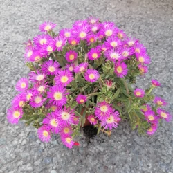 Kristályvirág DELOSPERMA CS15