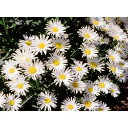 Margaréta LEUCANTHEMUM BELGIAN LACE CS15