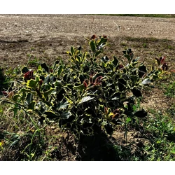 Közönséges magyal ILEX AQUIFOLIUM ARGENTEOMARGINATA 40/60*