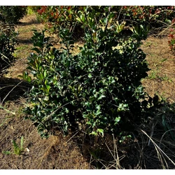 Kékeslevelű magyal ILEX MESERVEAE BLUE ANGEL 40/60*