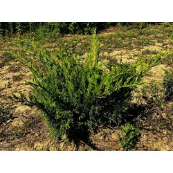 Terülő boróka JUNIPERUS MEDIA MINT JULEP 20/40*