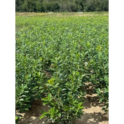 Közönséges babérmeggy PRUNUS LAUROCERASUS NOVITA 100/125*