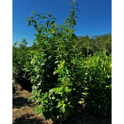 Közönséges babérmeggy PRUNUS LAUROCERASUS NOVITA 150/175*
