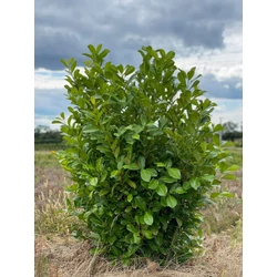 Kereklevelű babérmeggy PRUNUS LAUROCERASUS ROTUNDIFOLIA 125/150*