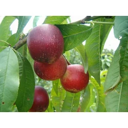 Snow Queen nektarin PRUNUS PERSICA NUCIPERSICA SNOW QUEEN SZGY