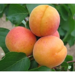 Hargrand kajszi PRUNUS ARMENIACA HARGRAND SZGY