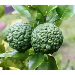 Kaffir limeCITRUS HYSTRIX MINI TÖRZS K1,5