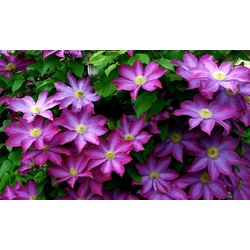 Iszalag    CLEMATIS EVISON 65/70 CS15