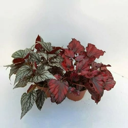 Levélbegónia BEGONIA BLAD REX FAJTÁK CS12