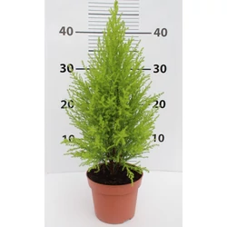 Arany monterey ciprus  CUPRESSUS MACROCARPA WILMA CS14