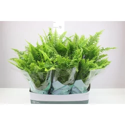 Szobapáfrány NEPHROLEPIS GREEN MOMENT CS19