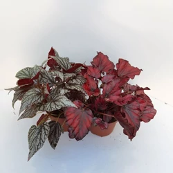 Levélbegónia BEGONIA BLAD REX FAJTÁK CS17