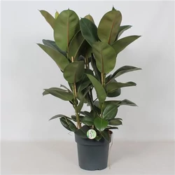 Nagylevelű fikusz FICUS ELASTICA ROBUSTA 3 NÖVÉNY/CSERÉP CS27