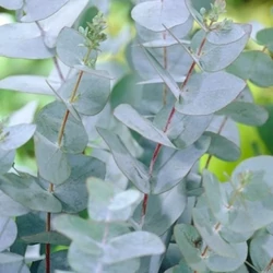 Havasi eukaliptusz EUCALYPTUS GUNNII AZURA T1/4 K15