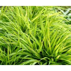 Szálkafű HAKONECHLOA SUNFLARE CS14