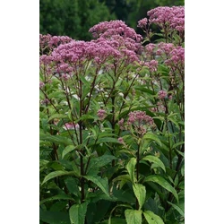 Sédkender EUPATORIUM BABY JOE K1,5