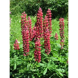 Csillagfürt FAJTÁK LUPINUS FAJTÁK CS17