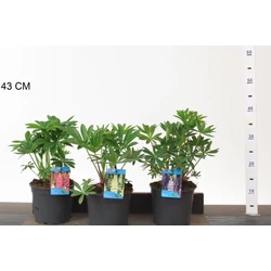 Csillagfürt FAJTÁK LUPINUS FAJTÁK CS17