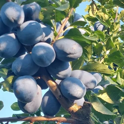 Cacanska rodna szilva PRUNUS DOMESTICA CACANSKA RODNA K10