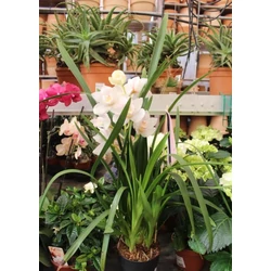 Csónakorchidea    CYMBIDIUM 1 FÜRTÖS