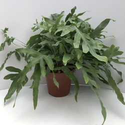 Kéklevelű páfrány PHLEBODIUM AUREUM BLUE STAR CS20