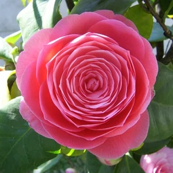 Kamélia   CAMELLIA JAPONICA T1/2 12/14 K40