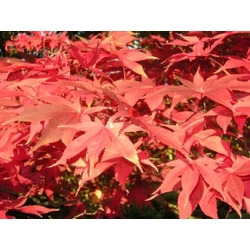 Japán juhar   ACER PALMATUM OSAKAZUKI 100/125 K18