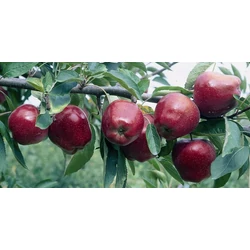Starking alma MALUS DOMESTICA STARKING 150/200 K9,5