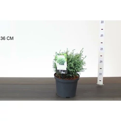 Szavára álciprus   CHAMAECYPARIS PISIFERA BLUE MOON 15/20 K3