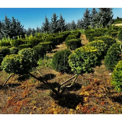 Aranylombú terülő tiszafa TAXUS BACCATA SUMMERGOLD BONSAI 60/80*