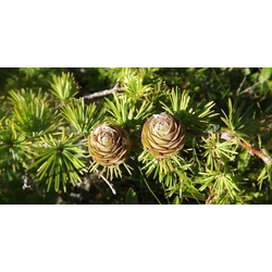 Japán vörösfenyő bonsai  LARIX KAEMPFERI BONSAI 400+ 120×120 CM FA LÁDÁBAN