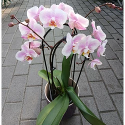 Lepkeorchidea PHALAENOPSIS 2 ÁGAS 