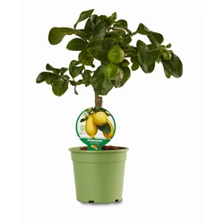 Citrom CITRUS LIMONE MINI TÖRZS K1,5