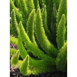 Aszparágusz ASPARAGUS SETACEUS CS12