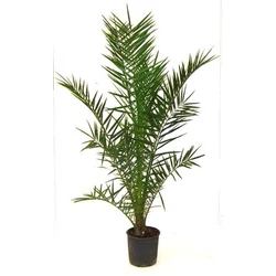 Datolyapálma PHOENIX CANARIENSIS 80/100 K15