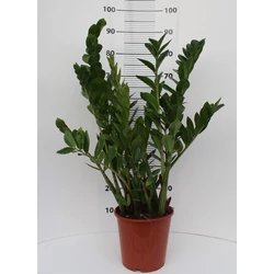 Agglegénypálma ZAMIOCULCAS ZAMIIFOLIA 7+ CS17
