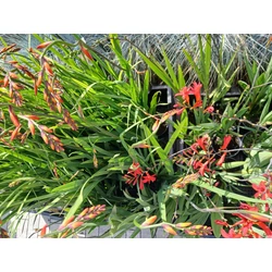 Kerti sáfrányfű CROCOSMIA FAJTÁK CS15
