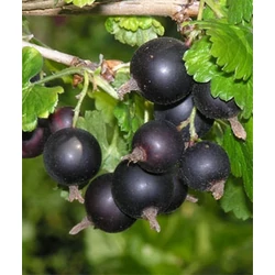 Josta RIBES NIDIGROLARIA JOSTA MT KONTÉNERES