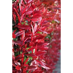 Örökzöld korallberkenye   PHOTINIA FRASERI RED ROBIN FAL 85×50 K18