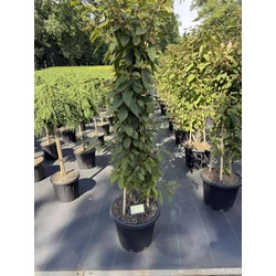Kínai lilabogyó CALLICARPA BODINIERI PROFUSION 120/+ K25