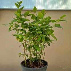 Kék áfonya VACCINIUM CORYMBOSUM DUKE 40/60 K5