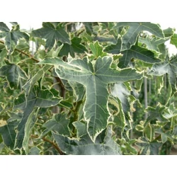 Amerikai ámbrafa LIQUIDAMBAR STYRACIFLUA SILVER KING 6/8 K20