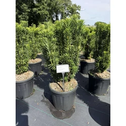 Mandzsu áltiszafa CEPHALOTAXUS HARRINGTONIA 50/60 K11