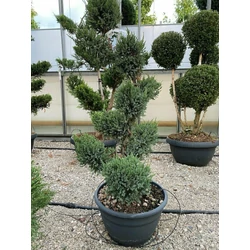 Kék kínai boróka  JUNIPERUS CHINENSIS BLUE ALPS BONSAI 150/175 K130