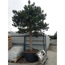 Feketefenyő    PINUS NIGRA NIGRA T125/150 150/+ K500