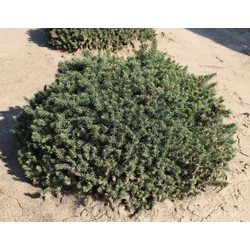 Törpe gömb cukorsüvegfenyő PICEA GLAUCA ECHINIFORMIS 30/40*